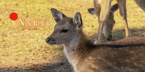 How to Explore Nara in One Day