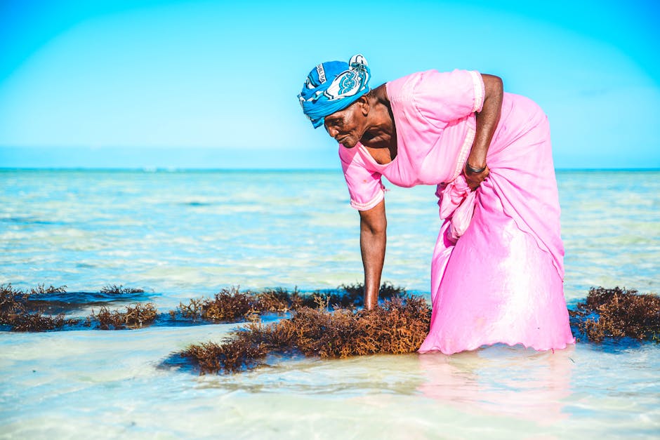 Elderly African woman in vibrant dress harvesting seaweed on a sunny beach.